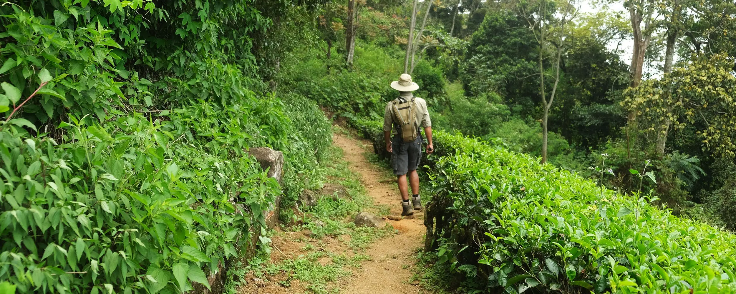 loolkandura-tea-estate man walking through the yard