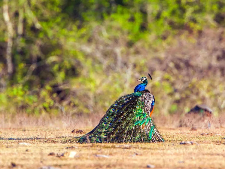 Best National Parks in Sri Lanka for Safaris 5 A peacock image captured in Bundala national park