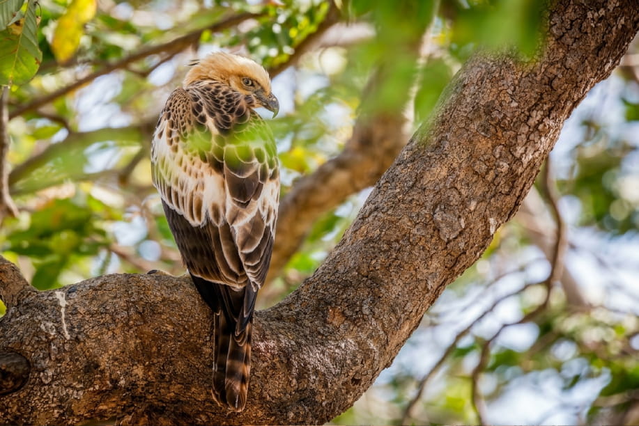 Crested Hawk-Eagle resting on a tree branch