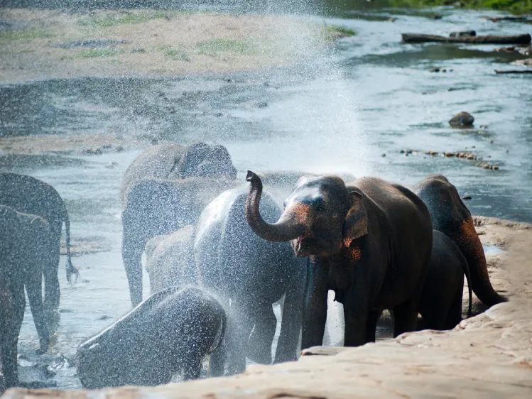 Elephants – The Heart of Wildlife in Sri Lanka
