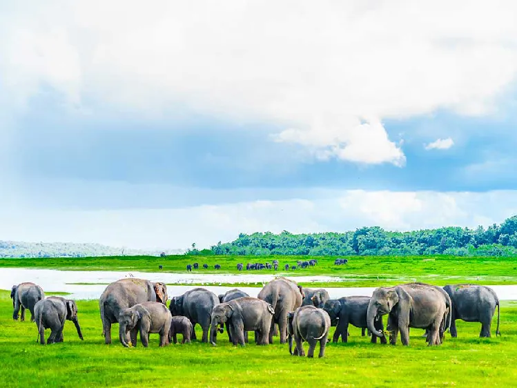 Best National Parks in Sri Lanka for Safaris 6 Herd of elephants near a small lake in Kaudulla national park