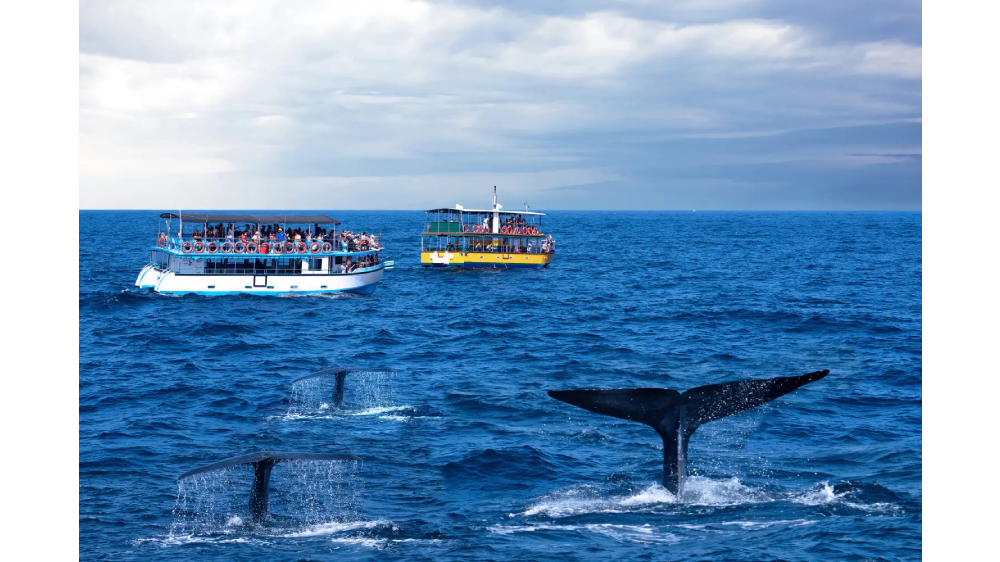 “Whale watching boat spotting blue whales in Mirissa”
