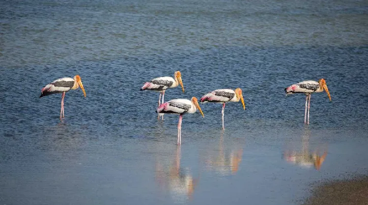 Best National Parks in Sri Lanka for Safaris 7 painted strokes fishing in Bundala