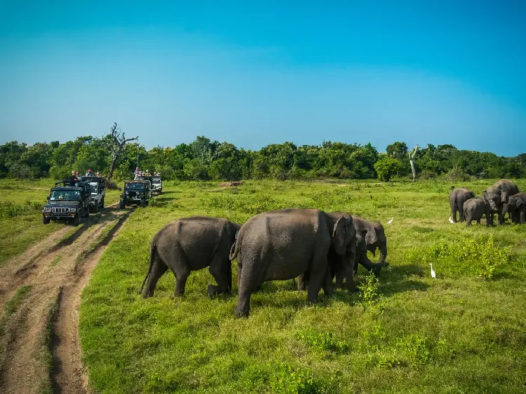 watching elephants passing in Minneriya national park