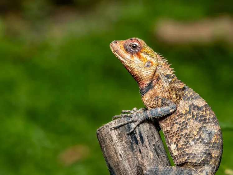 garden lizard, commonly seen in sri lanka