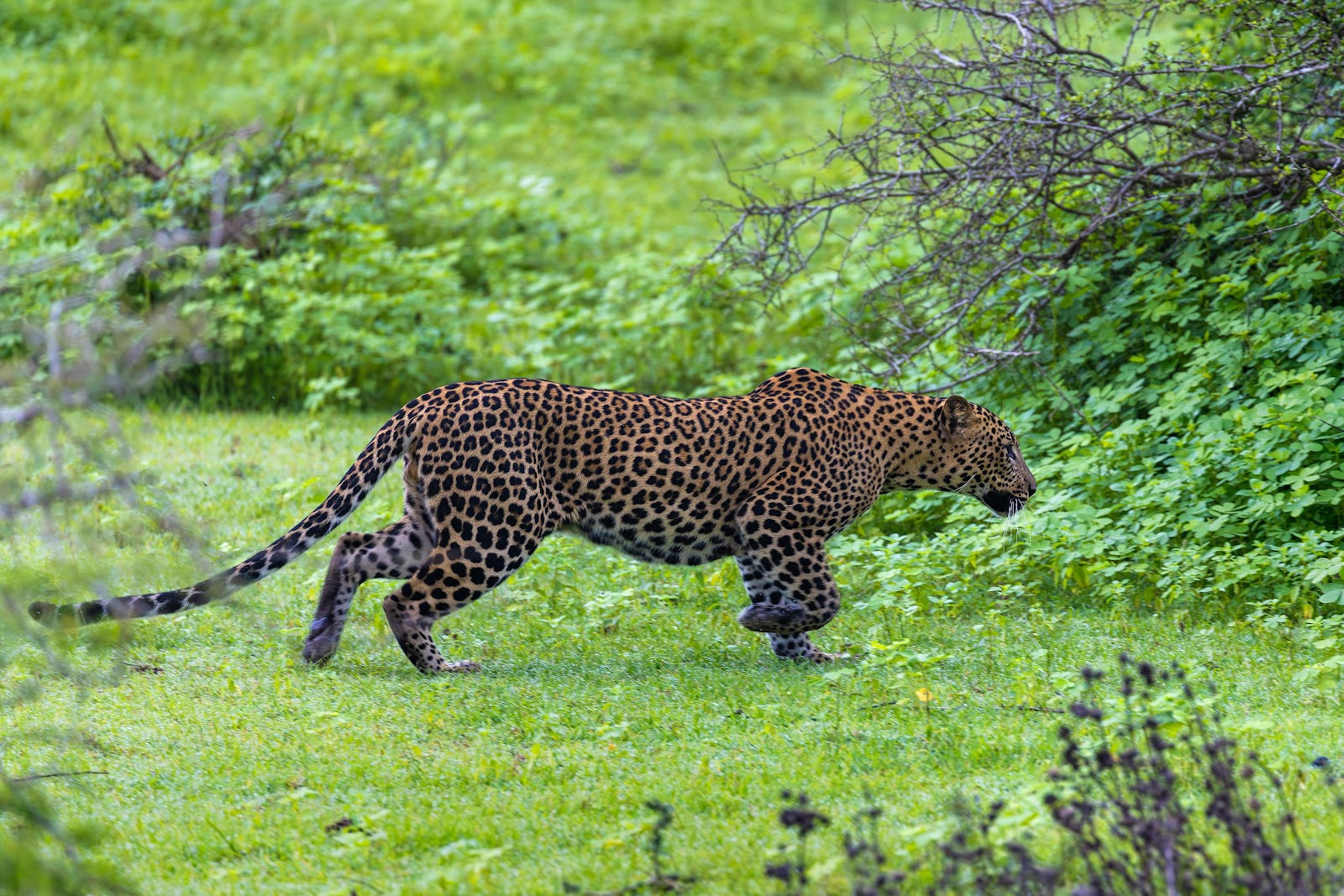 image 42