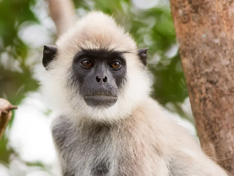 a grey faced langur monkey