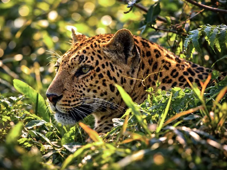 A majestic leopard spotted in wild