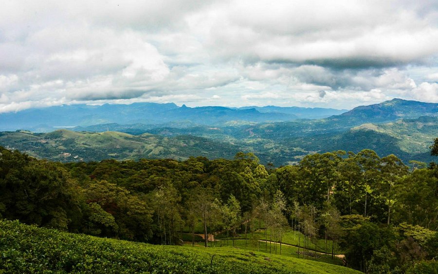 loolkandura tea yard view