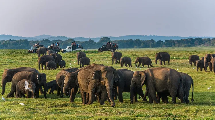 Best National Parks in Sri Lanka for Safaris 4 Herd of elephants in Minneriya national park