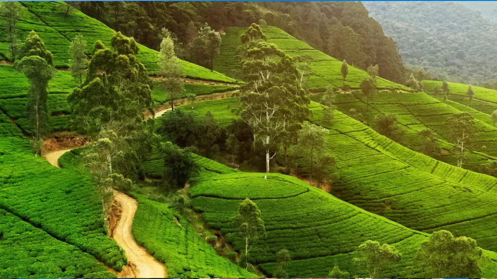 “Rolling tea plantations in Nuwara Eliya Sri Lanka”
