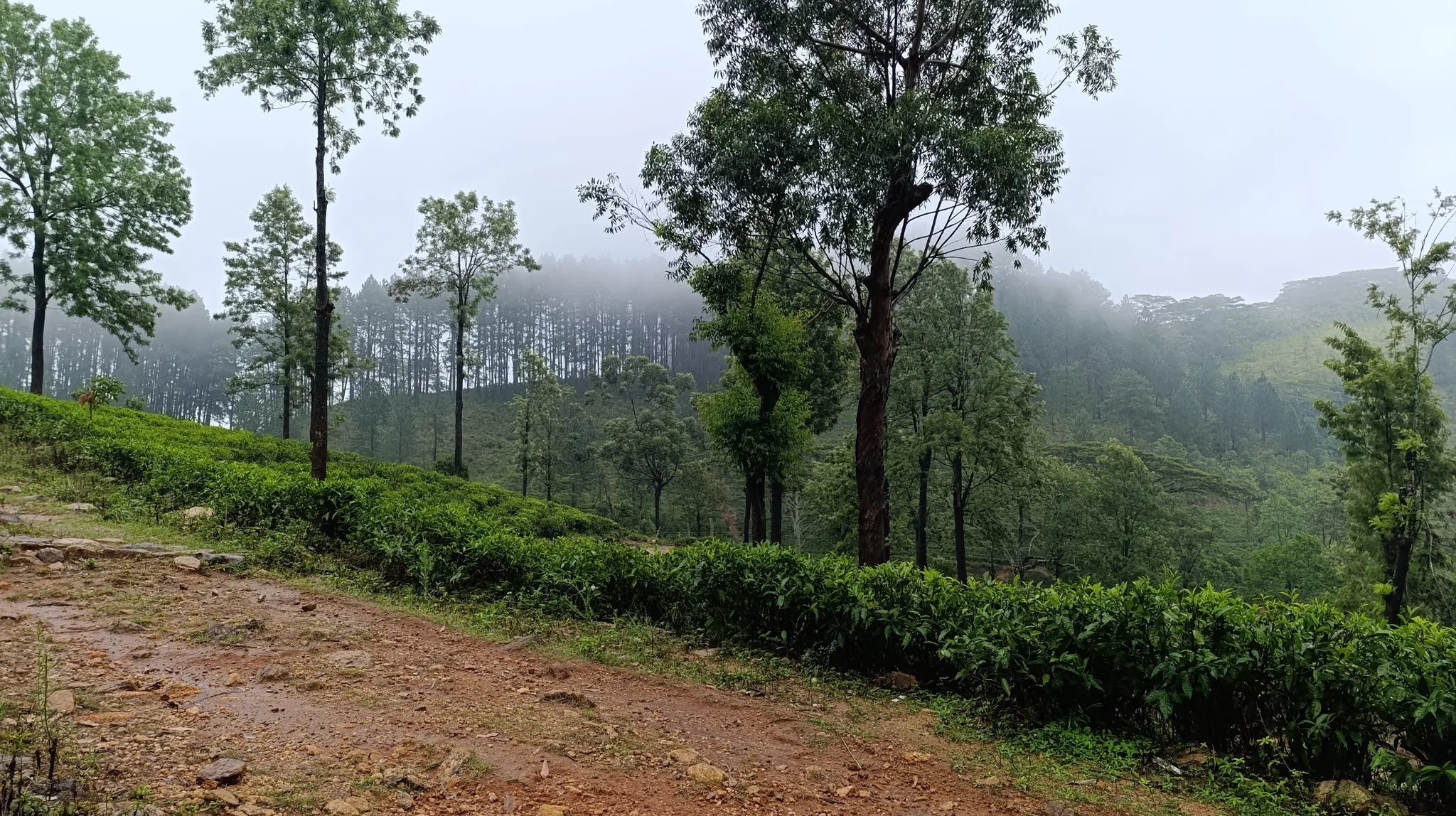 The Pekoe Trail Stage 01 : Hanthana to Galaha - The Pekoe Trail Organisation