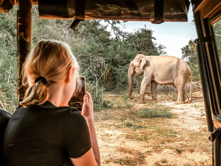 capturing a photo of a wild elephant in a safari, sri lanka