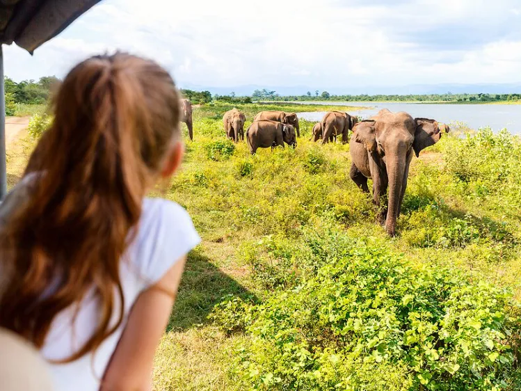 Watching Elephants in a safari tour