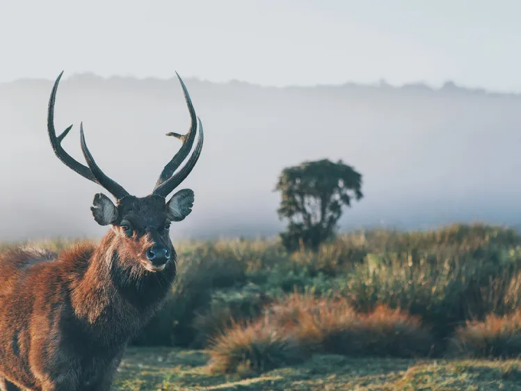 Natural Wonders of Sri Lanka You Should See Once in Your Life 2 a closeup of sri lankan sambar deer in horton plains