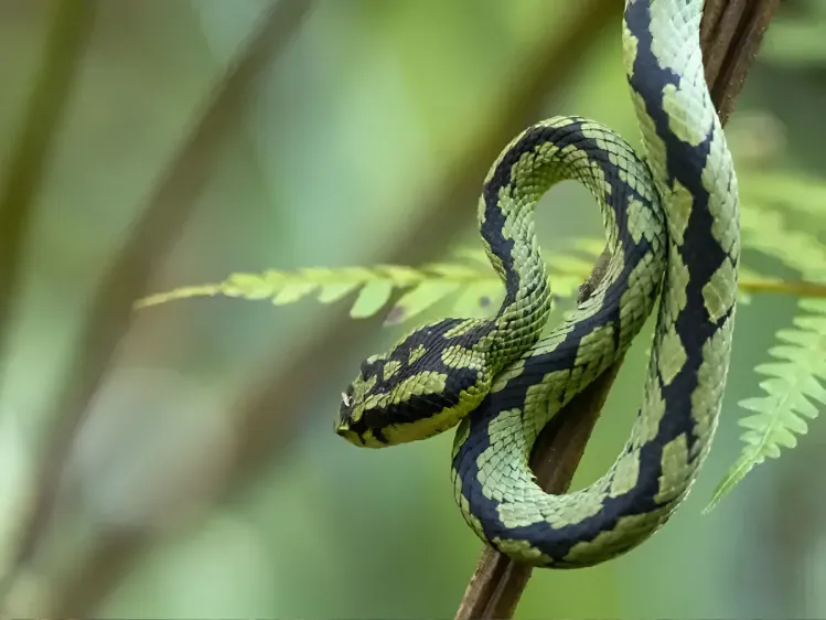 Natural Wonders of Sri Lanka You Should See Once in Your Life 3 Sri Lanka green pit viper in Siinharaja rain forest