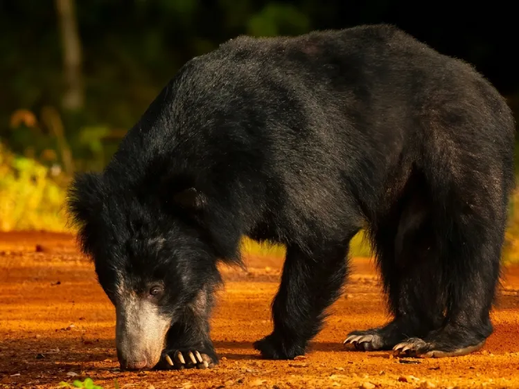 sri lankan sloth bear