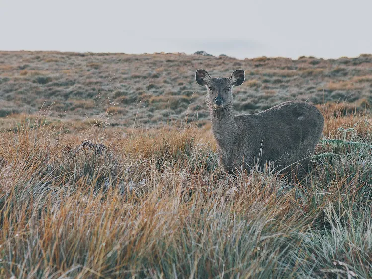deer on a grassland
