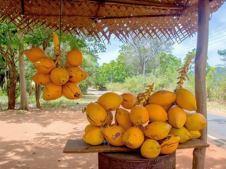 Best Sri Lankan Street Food and Where to Find It 5 king coconut
