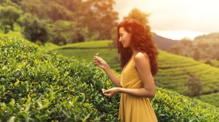  sri lankan tea plantation