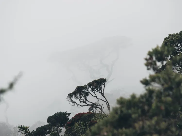 trees covered in fog in Horton plains