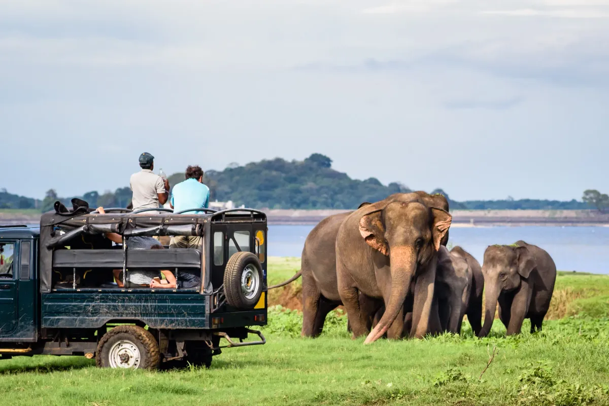 Best National Parks in Sri Lanka for Safaris 2 Herd of elephants in Udawalawe national park