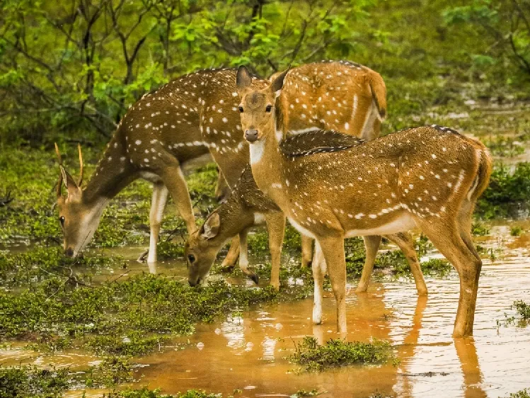 Best National Parks in Sri Lanka for Safaris 3 https://srilankatales.com/wp-content/uploads/2026/03/willpattu-national-park.webp