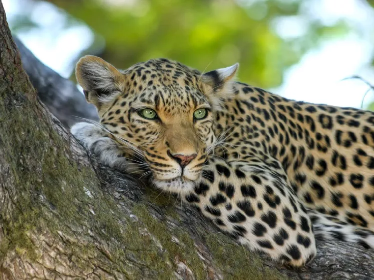Best National Parks in Sri Lanka for Safaris 1 Cheetah sleeping on a tree trunk in Yala national park