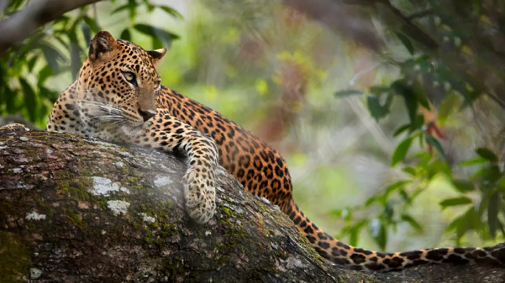 “Leopard resting in Yala National Park Sri Lanka”