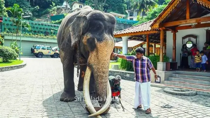 Sri Lanka Tales 51 Kandula In athgala season