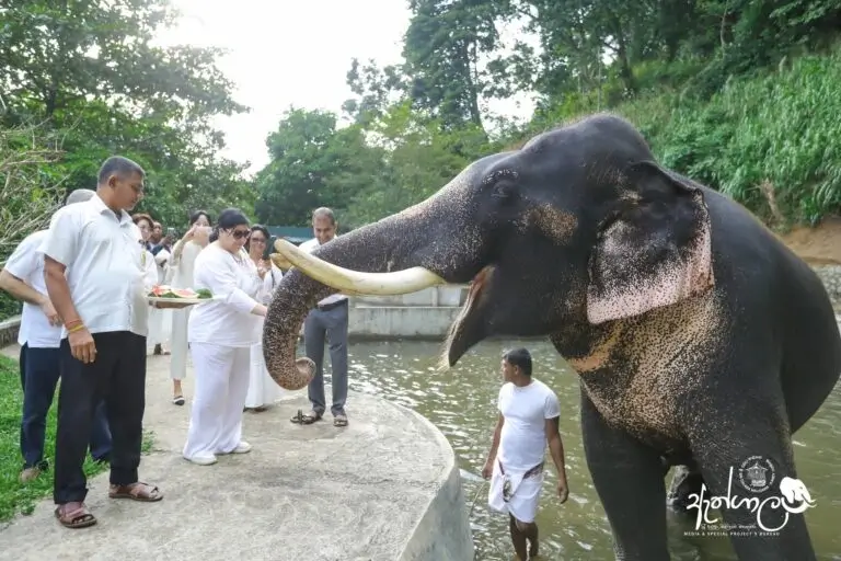 Feedings Elephants