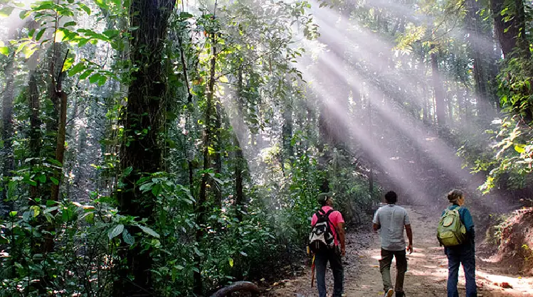 Rich bio divercity of udawatta kale