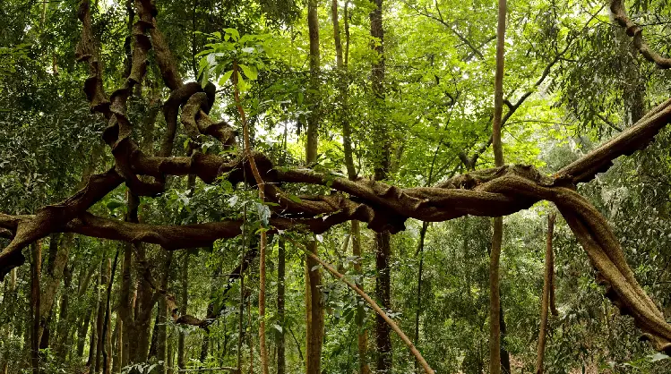 Udawatta Kele Sanctuary nature