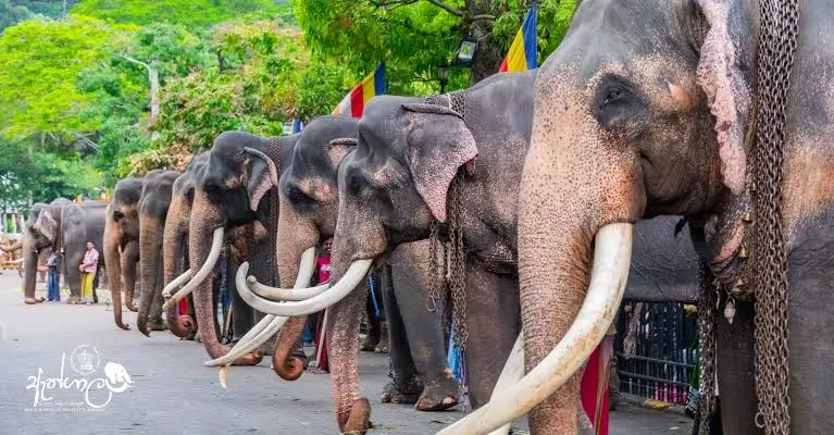 Elephants in athgala sri dalada maligawa