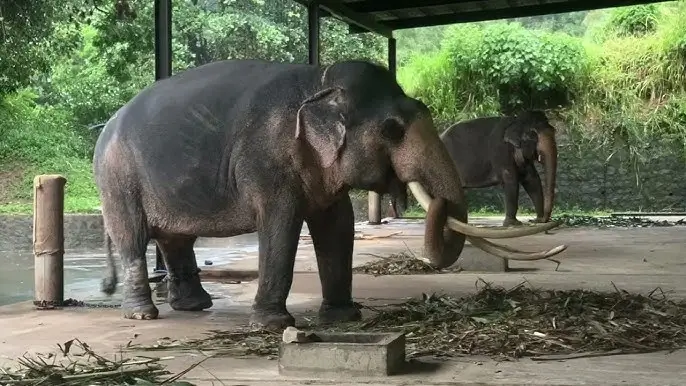 Kandula In athgala season