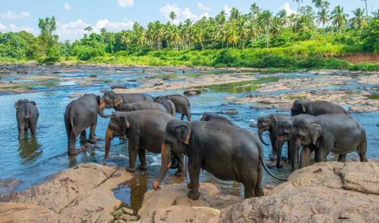 Pinnawala Elephant Orphanage 3 elephants bathing in pinnawala elephant orphanage
