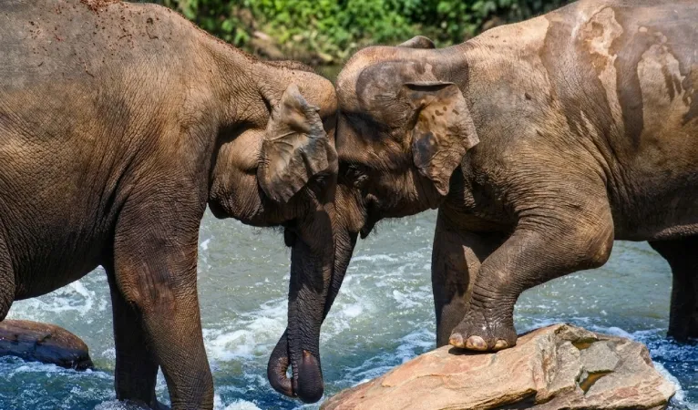 Pinnawala Elephant Orphanage 5 elephants playing in pinnawala elephant orphanage
