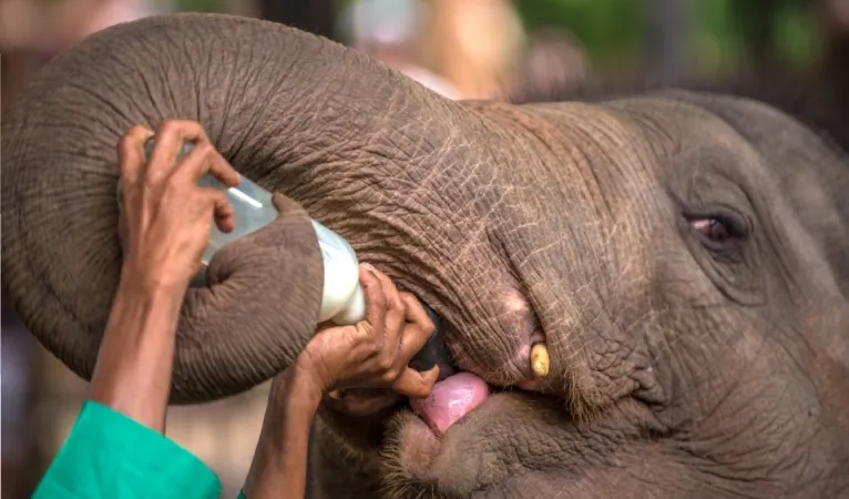 Pinnawala Elephant Orphanage 2 feeding an elephant 1