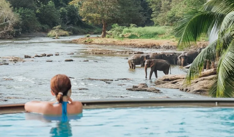 Pinnawala Elephant Orphanage 4 a woman watching elephant's bathing in pinnawala elephant orphanage while relaxing in a swimming pool facing maha oya