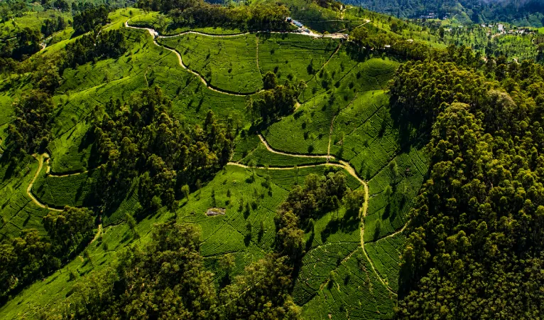 Lipton’s Seat: A Scenic Viewpoint Above Sri Lanka’s Tea Country 3 scenic view at Lipton's seat
