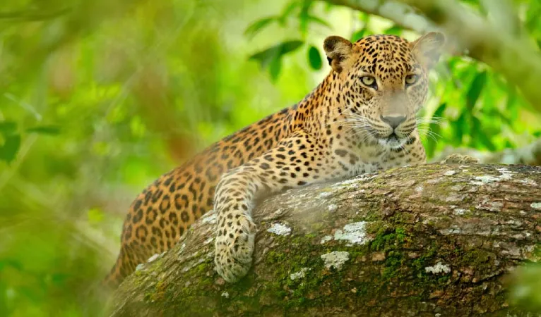 sri lankan leopard captured in yala national park