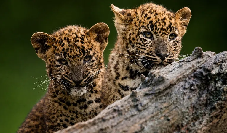 sri lankan leopard cubs