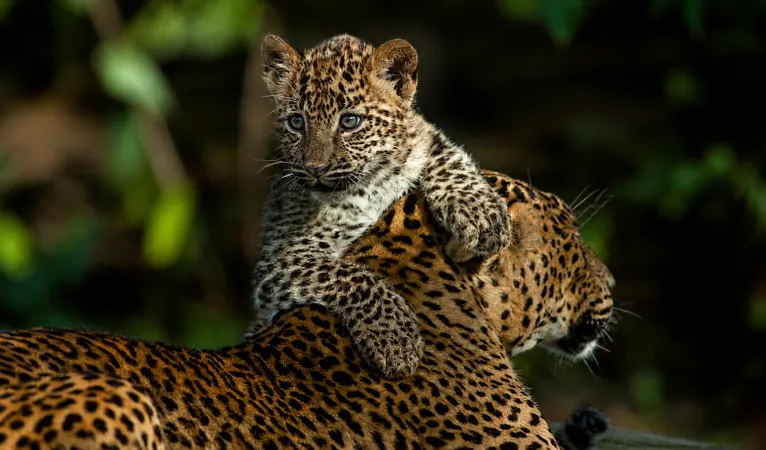 sri lankan leopard cub with his mom
