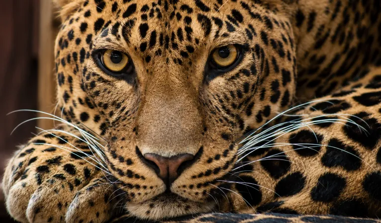close up of a sri lankan leopard face