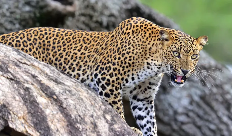 sri lankan leopard hunting