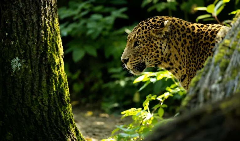 sri lankan leopard in a jungle area
