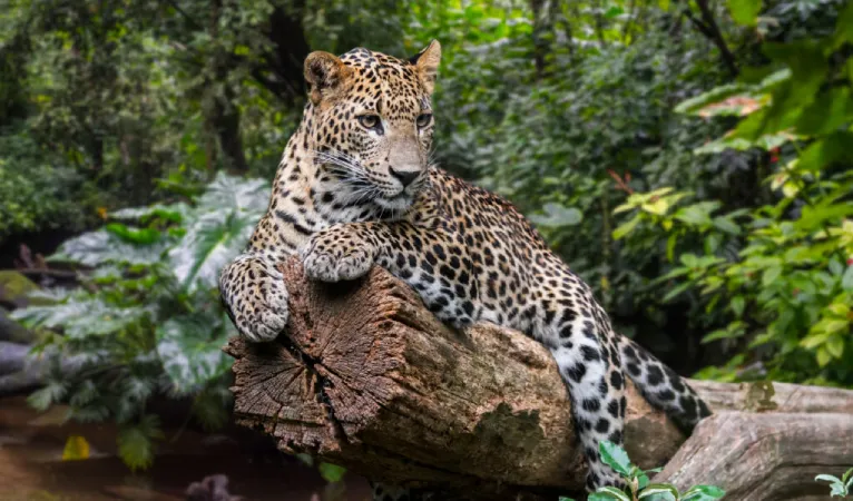 sri lankan leopard in sinharaja rain forest