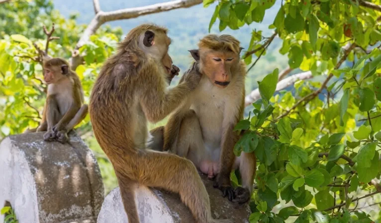 Exploring the Ancient Dambulla Cave Temple in Sri Lanka 6 wildlife in dambulla cave temple