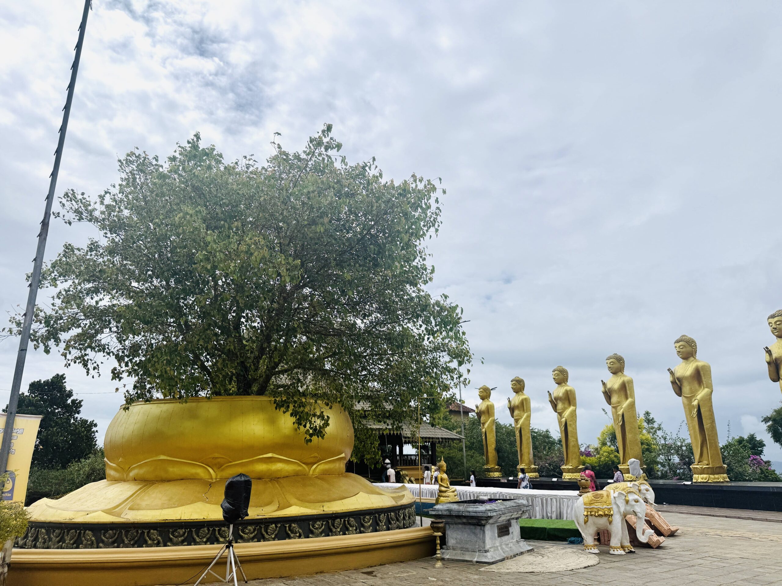 The sacred Bo tree The sacred Bo tree