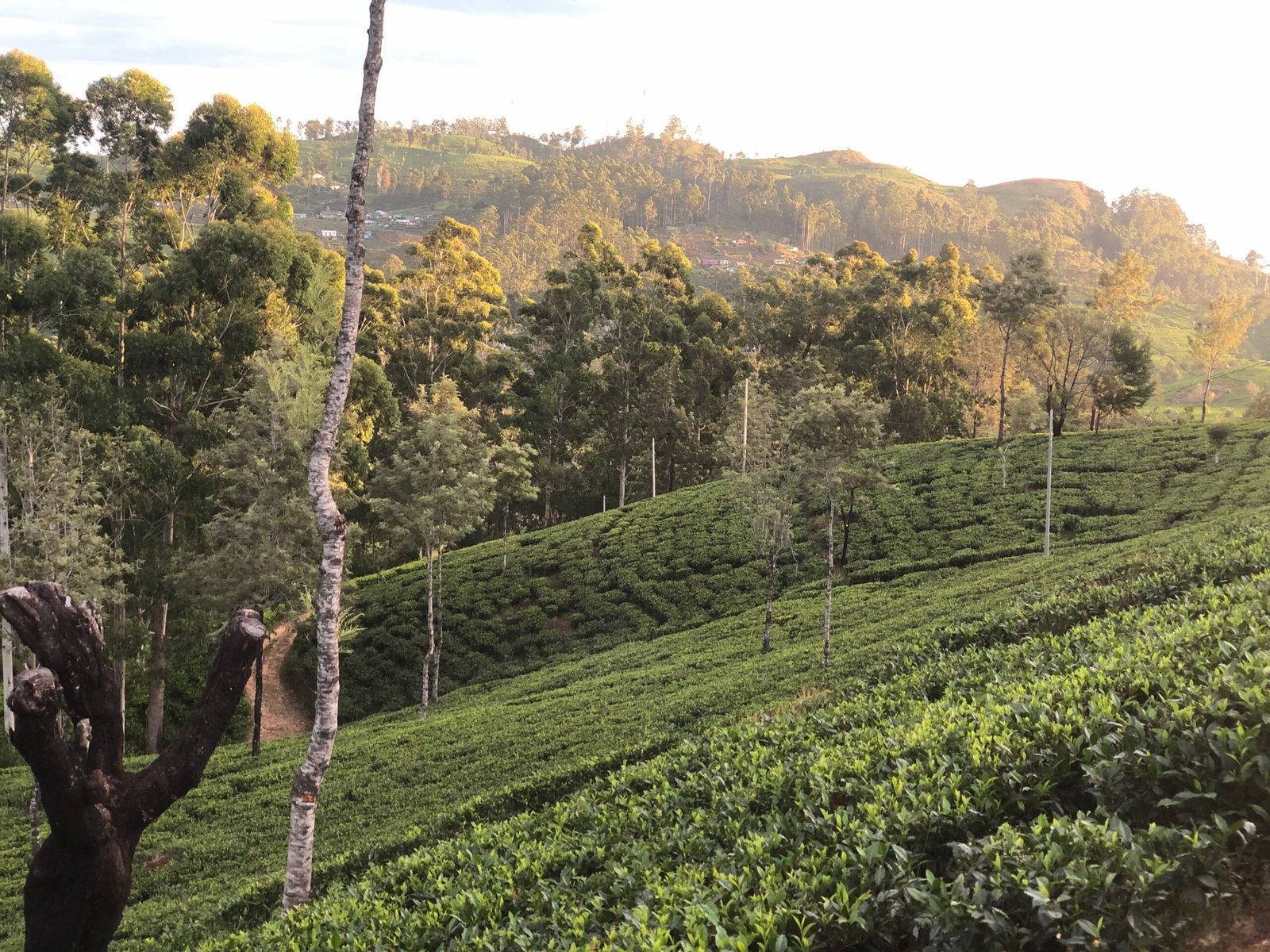 Haputhale Travel Guide 10 Golden hour hits the tea plantations on the ride to Lipton's Seat, sunlight catching the treetops on the far hills.